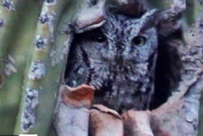Pygmy Owl - Grady